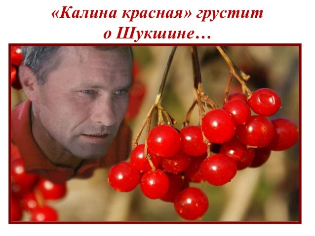 Калина череповец сталеваров