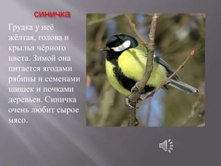 синичка
Грудка у неё
жёлтая, голова и
крылья чёрного
цвета. Зимой она
питается ягодами
рябины и семенами
шишек и почками
деревьев. Синичка
очень любит сырое
мясо.
 