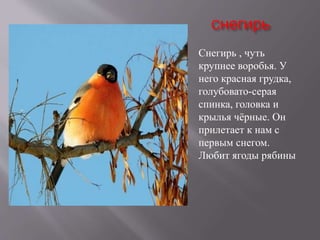 Снегирь
Снегирь , чуть
крупнее воробья. У
него красная грудка,
голубовато-серая
спинка, головка и
крылья чёрные. Он
прилетает к нам с
первым снегом.
Любит ягоды рябины
 
