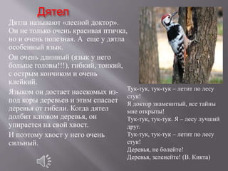 Дятел
Дятла называют «лесной доктор».
Он не только очень красивая птичка,
но и очень полезная. А еще у дятла
особенный язык.
Он очень длинный (язык у него
больше головы!!!), гибкий, тонкий,
с острым кончиком и очень
клейкий.
Языком он достает насекомых из-
под коры деревьев и этим спасает
деревья от гибели. Когда дятел
долбит клювом деревья, он
упирается на свой хвост.
И поэтому хвост у него очень
сильный.
Тук-тук, тук-тук – летит по лесу
стук!
Я доктор знаменитый, все тайны
мне открыты!
Тук-тук, тук-тук. Я – лесу лучший
друг.
Тук-тук, тук-тук – летит по лесу
стук!
Деревья, не болейте!
Деревья, зеленейте! (В. Кикта)
 