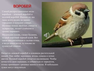 ВОРОБЕЙ
Самый распространенные виды
воробьев – домовой воробей и
полевой воробей. Именно их мы
чаще всего видим на наших
городских и сельских улицах.
Шумные птицы, весёлые, умные и
задиристые, летают стайками и
громко чирикают.
Маленькая голова, глазки бусинки,
острый короткий черный клюв. Вот
такая аккуратненькая и ладная птица,
а когда нахохлится, то похожа на
пушистый помпон.
Питается домовой воробей в основном растительной
пищей. Они любят зернышки, ягоды, семена и почки
цветов. Полевой воробей питается насекомыми. Чтобы
почистить свои перышки, и избавиться от паразитов,
птицы принимают грязевые ванны в песке. В небольших
лужах могут искупаться.
 