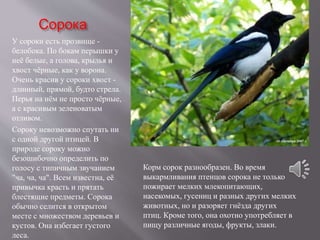 Сорока
У сороки есть прозвище -
белобока. По бокам перышки у
неё белые, а голова, крылья и
хвост чёрные, как у ворона.
Очень красив у сороки хвост -
длинный, прямой, будто стрела.
Перья на нём не просто чёрные,
а с красивым зеленоватым
отливом.
Сороку невозможно спутать ни
с одной другой птицей. В
природе сороку можно
безошибочно определить по
голосу с типичным звучанием
"ча, ча, ча". Всем известна, её
привычка красть и прятать
блестящие предметы. Сорока
обычно селится в открытом
месте с множеством деревьев и
кустов. Она избегает густого
леса.
Корм сорок разнообразен. Во время
выкармливания птенцов сорока не только
пожирает мелких млекопитающих,
насекомых, гусениц и разных других мелких
животных, но и разоряет гнёзда других
птиц. Кроме того, она охотно употребляет в
пищу различные ягоды, фрукты, злаки.
 