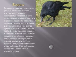 Ворона
Ворона - птица очень осторожная и
умная. Однако серые вороны,
которые живут в городах,
назойливы до наглости. Найти
гнездо вороны не всегда просто: в
гнезде она ведёт себя очень тихо. И
птенцы в гнезде тоже спокойны и
смирны. Зимой вороны иногда
присоединяются к стаям грачей и
галок. Вороны разоряют большое
количество птичьих гнёзд - любят
полакомиться яйцами. Пожирают
зерно, зелёные части растений,
плоды и многое другое. Они
всеядны, но предпочтение отдают
животной пище. Едят всё подряд:
насекомых, мелких птиц и
млекопитающих
 