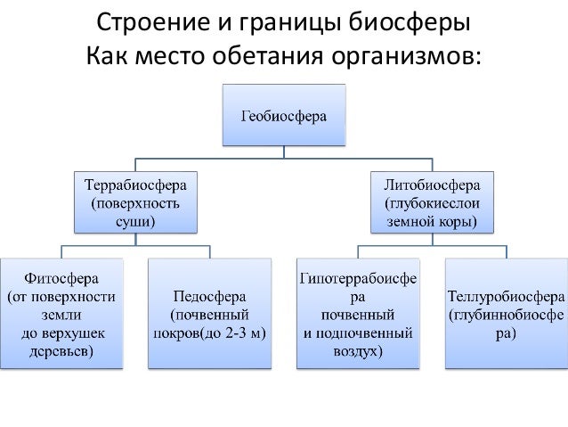 схема строение биосферы