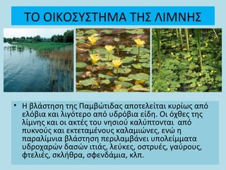 ΤΟ ΟΙΚΟΣΥΣΤΗΜΑ ΤΗΣ ΛΙΜΝΗΣ
• Η βλάστηση της Παμβώτιδας αποτελείται κυρίως από
ελόβια και λιγότερο από υδρόβια είδη. Οι όχθες της
λίμνης και οι ακτές του νησιού καλύπτονται από
πυκνούς και εκτεταμένους καλαμιώνες, ενώ η
παραλίμνια βλάστηση περιλαμβάνει υπολείμματα
υδροχαρών δασών ιτιάς, λεύκες, οστρυές, γαύρους,
φτελιές, σκλήθρα, σφενδάμια, κλπ.
 