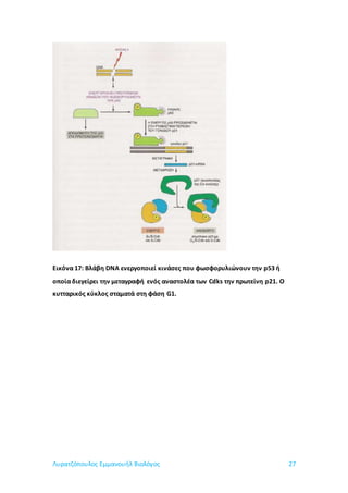 Λυρατζόπουλος Εμμανουήλ Βιολόγος 27
Εικόνα 17: Βλάβη DNA ενεργοποιεί κινάσες που φωσφορυλιώνουν την p53 ή
οποία διεγείρει την μεταγραφή ενός αναστολέα των Cdks την πρωτείνη p21. Ο
κυτταρικός κύκλος σταματά στη φάση G1.
 