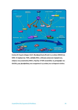 Λυρατζόπουλος Εμμανουήλ Βιολόγος 34
Εικόνα 19: Σημείο ελέγχου G1/S. Φωσφορυλίωση Rb από τις κινάσες CDK4/6 και
CDK2. Ο παράγοντας TGFb, η βλάβη DNA, η έλλειψη αυξητικών παραγόντων,
επάγουν τους αναστολείς INK4 η Kip/Cip. Ο TGFb αναστέλλει τη μεταγραφή του
Cdc25A, μιας φωσφατάσης που ενεργοποιεί τις κινάσες του κυτταρικού κύκλου.
 
