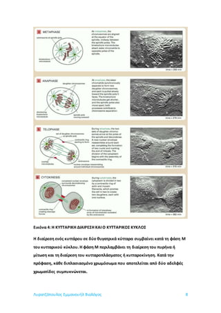 Λυρατζόπουλος Εμμανουήλ Βιολόγος 8
Εικόνα 4: Η ΚΥΤΤΑΡΙΚΗ ΔΙΑΙΡΕΣΗ ΚΑΙ Ο ΚΥΤΤΑΡΙΚΟΣ ΚΥΚΛΟΣ
Η διαίρεση ενός κυττάρου σε δύο θυγατρικά κύτταρα συμβαίνει κατά τη φάση Μ
του κυτταρικού κύκλου. Η φάση Μ περιλαμβάνει τη διαίρεση του πυρήνα ή
μίτωση και τη διαίρεση του κυτταροπλάσματος ή κυτταροκίνηση. Κατά την
πρόφαση, κάθε διπλασιασμένο χρωμόσωμα που αποτελείται από δύο αδελφές
χρωματίδες συμπυκνώνεται.
 