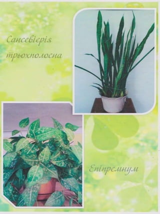 Портфоліо "Життєвих  та творчих миттєвостей" провідного методиста Кам'янець-Подільської МЦБС Тамари Вонсович