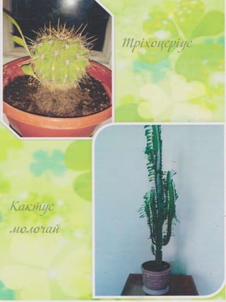 Портфоліо "Життєвих  та творчих миттєвостей" провідного методиста Кам'янець-Подільської МЦБС Тамари Вонсович