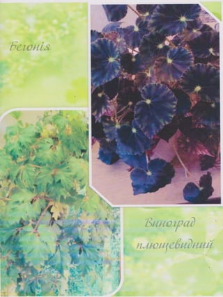 Портфоліо "Життєвих  та творчих миттєвостей" провідного методиста Кам'янець-Подільської МЦБС Тамари Вонсович