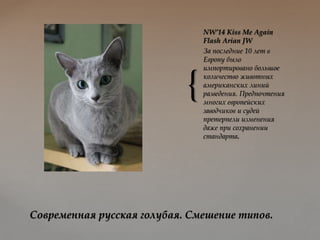 {
NW’14 Kiss Me Again
Flash Arian JW
За последние 10 лет в
Европу было
импортировано большое
количество животных
американских линий
разведения. Предпочтения
многих европейских
заводчиков и судей
претерпели изменения
даже при сохранении
стандарта.
Современная русская голубая. Смешение типов.
 