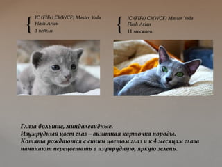 { {
IC (FIFe) Ch(WCF) Master Yoda
Flash Arian
3 недели
IC (FIFe) Ch(WCF) Master Yoda
Flash Arian
11 месяцев
Глаза большие, миндалевидные.
Изумрудный цвет глаз – визитная карточка породы.
Котята рождаются с синим цветом глаз и к 4 месяцам глаза
начинают перецветать в изумрудную, яркую зелень.
 