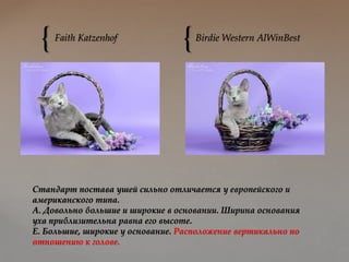{ {Faith Katzenhof Birdie Western AlWinBest
Стандарт постава ушей сильно отличается у европейского и
американского типа.
А. Довольно большие и широкие в основании. Ширина основания
уха приблизительна равна его высоте.
Е. Большие, широкие у основание. Расположение вертикально по
отношению к голове.
 