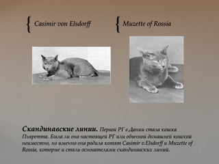 { {Casimir von Elsdorff Muzette of Rossia
Скандинавские линии. Первой РГ в Дании стала кошка
Пьяретта. Была ли она настоящей РГ или обычной домашней кошкой
неизвестно, но именно она родила котят Casimir v.Elsdorff и Muzette of
Rossia, которые и стали основателями скандинавских линий.
 