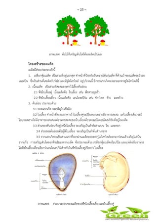 ~ 25 ~
 
 
ภาพแสดง ต้นไม้ที่เจริญเติบโตได้ผลผลิตเป็นผล
โครงสร้างของเมล็ด
เมล็ดมีส่วนประกอบดังนี้
1. เปลือกหุ้มเมล็ด เป็นส่วนที่อยู่นอกสุด ทําหน้าที่ป้องกันอันตรายให้แก่เมล็ด ที่ด้านเว้าของเมล็ดจะมีรอย
แผลเป็น ซึ่งเป็นส่วนที่เคยติดกับรังไข่ และมีรูไมโครไพล์ อยู่บริเวณนี้ ซึ่งรากแรกเกิดจะงอกออกทางรูไมโครไพล์นี้
2. เนื้อเมล็ด เป็นส่วนที่สะสมอาหารไว้เลี้ยงต้นอ่อน
2.1 พืชใบเลี้ยงคู่ เนื้อเมล็ดคือ ใบเลี้ยง เช่น พืชตระกูลถั่ว
2.2 พืชใบเลี้ยงเดี่ยว เนื้อเมล็ดคือ เอนโดสเปิร์ม เช่น ข้าวโพด ข้าว มะพร้าว
3. ต้นอ่อน ประกอบด้วย
3.1 ยอดแรกเกิด จะเจริญไปเป็นใบ
3.2 ใบเลี้ยง ทําหน้าที่สะสมอาหารถ้าใบเลี้ยงคู่จะมีใบหนาเพราะมีอาหารสะสม แต่ใบเลี้ยงเดี่ยวจะมี
ใบบางเพราะไม่มีอาหารจะสะสมแต่อาหารสะสมของใบเลี้ยงเดี่ยวจะพบในเอนโดสเปิร์มที่อยู่ในเมล็ด
3.3 ส่วนของต้นอ่อนที่อยู่เหนือใบเลี้ยง จะเจริญเป็นลําต้นส่วนบน ใบ และดอก
3.4 ส่วนของต้นอ่อนที่อยู่ใต้ใบเลี้ยง จะเจริญเป็นลําต้นส่วนกลาง
3.5 รากแรกเกิดจะเป็นส่วนแรกที่งอกผ่านเมล็ดออกทางรูไมโครไพล์ออกมาก่อนแล้วเจริญไปเป็น
รากแก้ว การเจริญเติบโตของพืชเริ่มมาจากเมล็ด ซึ่งประกอบด้วย เปลือกหุ้มเมล็ดเอ็มบริโอ และแหล่งเก็บอาหาร
ในพืชใบเลี้ยงเดี่ยวเรียกว่าเอนโดเสปริม์สําหรับในพืชใบเลี้ยงคู่เรียกว่า ใบเลี้ยง
ภาพแสดง ส่วนประกอบของเมล็ดของพืชใบเลี้ยงเดี่ยวและใบเลี้ยงคู่
 