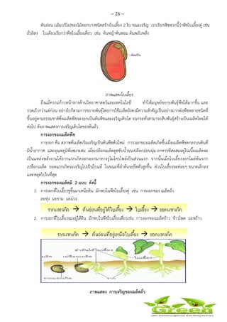 ~ 26 ~
 
 
ต้นอ่อน (เอ็มบริโอ)ของไม้ดอกบางชนิดสร้างใบเลี้ยง 2 ใบ ขณะเจริญ เราเรียกพืชพวกนี้ว่าพืชใบเลี้ยงคู่ เช่น
ถั่วลิสง ใบเดียวเรียกว่าพืชใบเลี้ยงเดี่ยว เช่น ต้นหญ้าต้นหอม ต้นพลับพลึง
ภาพแสดงใบเลี้ยง
ถึงแม้ความก้าวหน้าทางด้านวิทยาศาสตร์และเทคโนโลยี ทําให้มนุษย์ขยายพันธุ์พืชได้มากขึ้น และ
รวดเร็วกว่าแต่ก่อน อย่างไรก็ตามการขยายพันธุ์โดยการใช้เมล็ดยังคงมีความสําคัญเป็นอย่างมากต่อพืชหลายชนิดที่
ขึ้นอยู่ตามธรรมชาติซึ่งเมล็ดพืชจะงอกเป็นต้นพืชและเจริญเติบโต จนกระทั่งสามารถสืบพันธุ์สร้างเป็นเมล็ดใหม่ได้
ต่อไป ดังภาพแสดงการเจริญเติบโตของต้นถั่ว
การงอกของเมล็ดพืช
การงอก คือ สภาพที่เมล็ดเริ่มเจริญเป็นต้นพืชต้นใหม่ การงอกของเมล็ดเกิดขึ้นเมื่อเมล็ดพืชตกลงบนดินที่
มีน้ําอากาศ และอุณหภูมิที่เหมาะสม เมื่อเปลือกเมล็ดดูดซับน้ําจนเปลือกอ่อนนุ่ม อาหารที่สะสมอยู่ในเนื้อเมล็ดจะ
เป็นแหล่งพลังงานให้รากแรกเกิดงอกออกมาทางรูไมโครไพล์เป็นส่วนแรก จากนั้นเมื่อใบเลี้ยงงอกโผล่พ้นจาก
เปลือกเมล็ด ยอดแรกเกิดจะเจริญไปเป็นใบแท้ ในขณะที่ลําต้นจะยืดตัวสูงขึ้น ส่วนใบเลี้ยงจะค่อยๆ ขนาดเล็กลง
และหลุดไปในที่สุด
การงอกของเมล็ดมี 2 แบบ ดังนี้
1. การงอกที่ใบเลี้ยงชูขึ้นมาเหนือดิน มักพบในพืชใบเลี้ยงคู่ เช่น การงอกของ เมล็ดถั่ว
ละหุ่ง มะขาม มะม่วง
2. การงอกที่ใบเลี้ยงจมอยู่ใต้ดิน มักพบในพืชใบเลี้ยงเดี่ยวเช่น การงอกของเมล็ดข้าว ข้าวโพด มะพร้าว
ภาพแสดง การเจริญของเมล็ดถั่ว
 