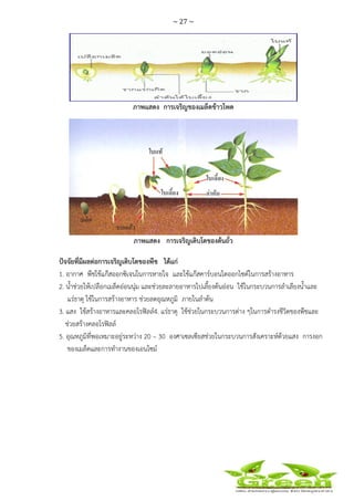 ~ 27 ~
 
 
ภาพแสดง การเจริญของเมล็ดข้าวโพด
ภาพแสดง การเจริญเติบโตของต้นถั่ว
ปัจจัยที่มีผลต่อการเจริญเติบโตของพืช ได้แก่
1. อากาศ พืชใช้แก๊สออกซิเจนในการหายใจ และใช้แก๊สคาร์บอนไดออกไซด์ในการสร้างอาหาร
2. น้ําช่วยให้เปลือกเมล็ดอ่อนนุ่ม และช่วยละลายอาหารไปเลี้ยงต้นอ่อน ใช้ในกระบวนการลําเลียงน้ําและ
แร่ธาตุ ใช้ในการสร้างอาหาร ช่วยลดอุณหภูมิ ภายในลําต้น
3. แสง ใช้สร้างอาหารและคลอโรฟิลล์4. แร่ธาตุ ใช้ช่วยในกระบวนการต่าง ๆในการดํารงชีวิตของพืชและ
ช่วยสร้างคลอโรฟิลล์
5. อุณหภูมิที่พอเหมาะอยู่ระหว่าง 20 – 30 องศาเซลเซียสช่วยในกระบวนการสังเคราะห์ด้วยแสง การงอก
ของเมล็ดและการทํางานของเอนไซม์
 