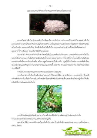 ~ 46 ~
 
 
แมลงเบียนดักแด้เป็นพวกที่อาศัยและหากินในตัวเหยื่อระยะดักแด้
แมลงเบียนตัวเต็มวัยเป็นแมลงตัวเบียนที่ออกไข่ และตัวอ่อน อาศัยแมลงที่เป็นเหยื่อในระยะตัวเต็มวัย
แมลงเบียนหนอนดักแด้จะอาศัยหากินอยู่กับตัวอ่อนของเหยื่อและจะเจริญเติบโตครบวงจรชีวิตเข้าระยะดักแด้ไป
พร้อมกับเหยื่อ และแมลงตัวเบียน เมื่อเติบโตเป็นตัวเต็มวัยก็จะออกจากดักแด้ของตัวเหยื่อโดยที่เหยื่อจะตายไป
แมลงตัวห้ํา(Predatory Insects หรือ Predators)
แมลงตัวห้ํา เป็นแมลงที่ปกติแล้ว หากินเหยื่อที่เป็นแมลงด้วยกันเป็นอาหาร บางชนิดเป็นแมลงตัวห้ําทั้งใน
ระยะที่เป็นตัวอ่อนและตัวเต็มวัยบางชนิดเป็นตัวห้ําเฉพาะระยะตัวอ่อนบางชนิดก็เป็นตัวห้ําตอนเป็นตัวเต็มวัยจะ
ออกหากินเหยื่อโดยการกัดกินตัวเหยื่อ หรือ การดูดกินของเหลวในตัวเหยื่อ มนุษย์ใช้ประโยชน์จากแมลงตัวห้ํา โดย
นํามาใช้กําจัดแมลงศัตรูทางการเกษตรเราอาจแบ่งแมลงตัวห้ําโดยอาศัย ลักษณะการออกหากิน หรือ ประเภทของ
ปาก ได้ ดังนี้
การแบ่งโดยอาศัยลักษณะการออกหากินแบ่งเป็น๒พวกใหญ่ๆ คือ
พวกที่ออกล่าเหยื่อที่เคลื่อนที่ปกติแล้วแมลงตัวห้ําในกลุ่มนี้ มีความว่องไวในการออกหาเหยื่อ มักจะมี
อวัยวะที่ดัดแปลงไปเพื่อช่วยในการจับเหยื่อเช่นมีขายื่นยาวสําหรับจับเหยื่อเช่นตั๊กแตนตําข้าวมีตาใหญ่เพื่อจะได้เห็น
เหยื่อได้ชัดเจนเช่นแมลงปอเป็นต้น
พวกที่กินเหยื่ออยู่กับที่เช่นด้วงเต่าลายกินเพลี้ยอ่อนซึ่งไม่มีอวัยวะดัดแปลงเป็นพิเศษแต่อย่างใด
การแบ่งโดยอาศัยประเภทของปากแบ่งเป็น๒พวกใหญ่ๆคือ
แมลงตัวห้ําที่มีปากแบบกัดกิน จะกัดเหยื่อเป็นชิ้นๆเช่น ด้วงเต่าด้วงดิน แมลงปอมด แมลงหางหนีบตั๊กแตน
ตําข้าว เป็นต้น
 