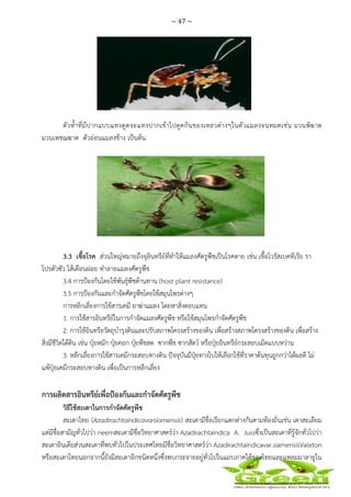 ~ 47 ~
 
 
ตัวห้ําที่มีปากแบบแทงดูดจะแทงปากเข้าไปดูดกินของเหลวต่างๆในตัวแมลงจนหมดเช่น มวนพิฆาต
มวนเพชฌฆาต ตัวอ่อนแมลงช้าง เป็นต้น
3.3 เชื้อโรค ส่วนใหญ่หมายถึงจุลินทรีย์ที่ทําให้แมลงศัตรูพืชเป็นโรคตาย เช่น เชื้อไวรัสเบคทีเรีย รา
โปรตัวซัว ไส้เดือนฝอย ทําลายแมลงศัตรูพืช
3.4 การป้องกันโดยใช้พันธุ์พืชต้านทาน (host plant resistance)
3.5 การป้องกันและกําจัดศัตรูพืชโดยใช้สมุนไพรต่างๆ
การหลีกเลี่ยงการใช้สารเคมี ยาฆ่าแมลง โดยหาสิ่งตอบแทน
1. การใช้สารอินทรีย์ในการกําจัดแมลงศัตรูพืช หรือใช้สมุนไพรกําจัดศัตรูพืช
2. การใช้อินทรียวัตถุบํารุงดินและปรับสภาพโครงสร้างของดิน เพื่อสร้างสภาพโครงสร้างของดิน เพื่อสร้าง
สิ่งมีชีวิตใต้ดิน เช่น ปุ๋ยหมัก ปุ๋ยคอก ปุ๋ยพืชสด ซากพืช ซากสัตว์ หรือปุ๋ยอินทรีย์กระสอบเม็ดแบบหว่าน
3. หลีกเลี่ยงการใช้สารเคมีกระสอบทางดิน ปัจจุบันมีปุ๋ยทางใบให้เลือกใช้ที่ราคาต้นทุนถูกกว่าได้ผลดี ไม่
แพ้ปุ๋ยเคมีกระสอบทางดิน เพื่อเป็นการหลีกเลี่ยง
การผลิตสารอินทรีย์เพื่อป้องกันและกําจัดศัตรูพืช
วิธีใช้สะเดาในการกําจัดศัตรูพืช
สะเดาไทย (Azadirachtaindicavarsiamensis) สะเดามีชื่อเรียกแตกต่างกันตามท้องถิ่นเช่น เดาสะเลียม
แต่มีชื่อสามัญทั่วไปว่า neemสะเดามีชื่อวิทยาศาสตร์ว่า Azadirachtaindica A. Jussซึ่งเป็นสะเดาที่รู้จักทั่วไปว่า
สะเดาอินเดียส่วนสะเดาที่พบทั่วไปในประเทศไทยมีชื่อวิทยาศาสตร์ว่า Azadirachtaindicavar.siamensisValeton
หรือสะเดาไทยนอกจากนี้ยังมีสะเดาอีกชนิดหนึ่งซึ่งพบกระจายอยู่ทั่วไปในแถบภาคใต้ของไทยและแหลมมาลายูใน
 