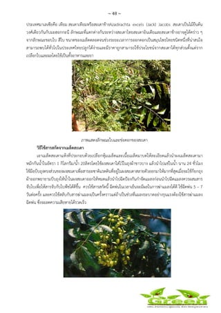 ~ 48 ~
 
 
ประเทศมาเลเซียคือ เทียม สะเดาเทียมหรือสะเดาช้างAzadirachta excels (Jack) Jacobs สะเดาเป็นไม้ยืนต้น
วงศ์เดียวกันกับมะฮอกกะนี ลักษณะที่แตกต่างกันระหว่างสะเดาไทยสะเดาอินเดียและสะเดาช้างอาจดูได้คร่าว ๆ
จากลักษณะขอบใบ สีใบ ขนาดของเมล็ดตลอดจนช่วงระยะเวลาการออกดอกเป็นสมุนไพรไทยชนิดหนึ่งที่น่าสนใจ
สามารถพบได้ทั่วไปในประเทศไทยปลูกได้ง่ายและมีราคาถูกสามารถใช้ประโยชน์จากสะเดาได้ทุกส่วนตั้งแต่ราก
เปลือกใบและผลโดยใช้เป็นทั้งอาหารและยา
ภาพแสดงลักษณะใบและช่อดอกของสะเดา
วิธีใช้สารสกัดจากเมล็ดสะเดา
เอาเมล็ดสะเดาแห้งที่ประกอบด้วยเปลือกหุ้มเมล็ดและเนื้อเมล็ดมาบดให้ละเอียดแล้วนําผงเมล็ดสะเดามา
หมักกันน้ําในอัตรา 1 กิโลกรัม/น้ํา 20ลิตรโดยใช้ผงสะเดาใส่ไว้ในถุงผ้าขาวบาง แล้วนําไปแช่ในน้ํา นาน 24 ชั่วโมง
ใช้มือบีบถุงตรงส่วนของผงสะเดาเพื่อสารอะซาดิแรดตินที่อยู่ในผงสะเดาสลายตัวออกมาให้มากที่สุดเมื่อจะใช้ก็ยกถุง
ผ้าออกพยายามบีบถุงให้น้ําในผงสะเดาออกให้หมดแล้วนําไปฉีดป้องกันกําจัดแมลงก่อนนําไปฉีดแมลงควรผสมสาร
จับใบเพื่อให้สารจับกับใบพืชได้ดีขึ้น ควรใช้สารสกัดนี้ ฉีดพ่นในเวลาเย็นจะมีผลในการฆ่าแมลงได้ดี ใช้ฉีดพ่น 5 – 7
วันต่อครั้ง และควรใช้สลับกับสารฆ่าแมลงเป็นครั้งคราวแต่ถ้าเป็นช่วงที่แมลงระบาดอย่างรุนแรงต้องใช้สารฆ่าแมลง
ฉีดพ่น ซึ่งจะลดความเสียหายได้รวดเร็ว
ภาพแสดงช่อผลเมล็ดสะเดา
 