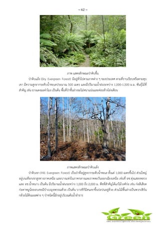 ~ 62 ~
 
 
ภาพ แสดงลักษณะป่าดิบชื้น
ป่าดิบแล้ง (Dry Evergreen Forest) มีอยู่ทั่วไปตามภาคต่าง ๆ ของประเทศ ตามที่ราบเรียบหรือตามหุบ
เขา มีความสูงจากระดับน้ําทะเลประมาณ 500 เมตร และมีปริมาณน้ําฝนระหว่าง 1,000-1,500 ม.ม. พันธุ์ไม้ที่
สําคัญ เช่น ยางแดงมะค่าโมง เป็นต้น พื้นที่ป่าชั้นล่างจะไม่หนาแน่นและค่อนข้างโล่งเตียน
ภาพแสดงลักษณะป่าดิบแล้ง
ป่าดิบเขา (Hill Evergreen Forest) เป็นป่าที่อยู่สูงจากระดับน้ําทะเล ตั้งแต่ 1,000 เมตรขึ้นไป ส่วนใหญ่
อยู่บนเทือกเขาสูงทางภาคเหนือ และบางแห่งในภาคกลางและภาคตะวันออกเฉียงเหนือ เช่นที่ อช.ทุ่งแสลงหลวง
และ อช.น้ําหนาว เป็นต้น มีปริมาณน้ําฝนระหว่าง 1,000 ถึง 2,000 ม. พืชที่สําคัญได้แก่ไม้วงศ์ก่อ เช่น ก่อสีเสียด
ก่อตาหมูน้อยอบเชยมีป่าเบญจพรรณด้วย เป็นต้น บางทีก็มีสนเขาขึ้นปะปนอยู่ด้วย ส่วนไม้พื้นล่างเป็นพวกเฟิร์น
กล้วยไม้ดินมอสต่าง ๆ ป่าชนิดนี้มักอยู่บริเวณต้นน้ําลําธาร
 