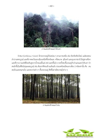 ~ 63 ~
 
 
ภาพแสดงลักษณะป่าดิบเขา
ป่าสน (Coniferous Forest) มีกระจายอยู่เป็นหย่อม ๆ ตามภาคเหนือ เช่น จังหวัดเชียงใหม่ แม่ฮ่องสอน
ลําปางเพชรบูรณ์ และที่ภาคตะวันออกเฉียงเหนือที่จังหวัดเลย ศรีสะเกษ สุรินทร์ และอุบลราชธานี มีอยู่ตามที่เขา
และที่ราบบางแห่งที่มีระดับสูงจากน้ําทะเลตั้งแต่ 200 เมตรขึ้นไป บางครั้งพบขึ้นปนอยู่กับป่าแดงและป่าดิบเขา ป่า
สนมักขึ้นในที่ดินไม่อุดมสมบูรณ์ เช่น สันเขาที่ค่อนข้างแห้งแล้ง ประเทศไทยมีสนเขาเพียง 2 ชนิดเท่านั้น คือ สน
สองใบและสนสามใบ และพวกก่อต่าง ๆ ขึ้นปะปนอยู่ พืชชั้นล่างมีพวกหญ้าต่าง ๆ
ภาพแสดงลักษณะป่าสน
 