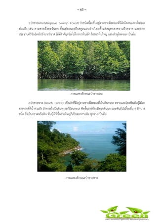 ~ 65 ~
 
 
1.ป่าชายเลน (Mangrove Swamp Forest) ป่าชนิดนี้จะขึ้นอยู่ตามชายฝั่งทะเลที่มีดินโคลนและน้ําทะเล
ท่วมถึง เช่น ตามชายฝั่งตะวันตก ตั้งแต่ระนองถึงสตูลแถบอ่าวไทยตั้งแต่สมุทรสงครามถึงตราด และจาก
ประจวบคีรีขันธ์ลงไปถึงนราธิวาส ไม้ที่สําคัญเช่น ไม้โกงกางใบเล็ก โกงกางใบใหญ่ แสมลําพูโพทะเล เป็นต้น
ภาพแสดงลักษณะป่าชายเลน
2.ป่าชายหาด (Beach Forest) เป็นป่าที่มีอยู่ตามชายฝั่งทะเลที่เป็นดินกรวด ทรายและโขดหินพันธุ์ไม้จะ
ต่างจากที่ที่น้ําท่วมถึง ถ้าชายฝั่งเป็นดินทรายก็มีสนทะเล พืชชั้นล่างก็จะมีพวกตีนนก และพันธ์ไม้เลื้อยอื่น ๆ อีกบาง
ชนิด ถ้าเป็นกรวดหรือหิน พันธุ์ไม้ที่ขึ้นส่วนใหญ่ก็เป็นพวกกระทิง หูกวาง เป็นต้น
ภาพแสดงลักษณะป่าชายหาด
 