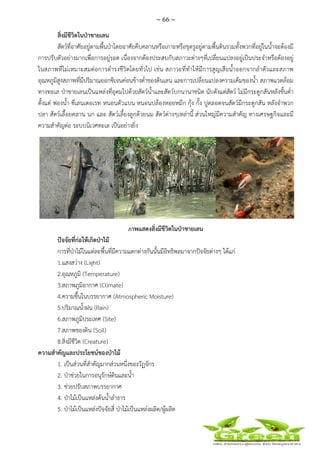 ~ 66 ~
 
 
สิ่งมีชีวิตในป่าชายเลน
สัตว์ที่อาศัยอยู่ตามพื้นป่าโดยอาศัยคืบคลานหรือเกาะหรือขุดรูอยู่ตามพื้นดินรวมทั้งพวกที่อยู่ในน้ําจะต้องมี
การปรับตัวอย่างมากเพื่อการอยู่รอด เนื่องจากต้องประสบกับสภาวะต่างๆที่เปลี่ยนแปลงอยู่เป็นประจําหรือต้องอยู่
ในสภาพที่ไม่เหมาะสมต่อการดํารงชีวิตโดยทั่วไป เช่น สภาวะที่ทําให้มีการสูญเสียน้ําออกจากลําตัวและสภาพ
อุณหภูมิสูงสภาพที่มีปริมาณออกซิเจนค่อนข้างต่ําของดินเลน และการเปลี่ยนแปลงความเค็มของน้ํา สภาพแวดล้อม
ทางทะเล ป่าชายเลนเป็นแหล่งที่อุดมไปด้วยสัตว์น้ําและสัตว์บกนานาชนิด นับตังแต่สัตว์ ไม่มีกระดูกสันหลังชั้นต่ํา
ตั้งแต่ ฟองน้ํา ซีเลนเตอเรท หนอนตัวแบน หนอนปล้องหอยหมึก กุ้ง กั้ง ปูตลอดจนสัตว์มีกระดูกสัน หลังจําพวก
ปลา สัตว์เลื้อยคลาน นก และ สัตว์เลี้ยงลูกด้วยนม สัตว์ต่างๆเหล่านี้ ส่วนใหญ่มีความสําคัญ ทางเศรษฐกิจและมี
ความสําคัญต่อ ระบบนิเวศทะเล เป็นอย่างยิ่ง
ภาพแสดงสิ่งมีชีวิตในป่าชายเลน
ปัจจัยที่ก่อให้เกิดป่าไม้
การที่ป่าไม้ในแต่ละพื้นที่มีความแตกต่างกันนั้นมีอิทธิพลมาจากปัจจัยต่างๆ ได้แก่
1.แสงสว่าง (Light)
2.อุณหภูมิ (Temperature)
3.สภาพภูมิอากาศ (Climate)
4.ความชื้นในบรรยากาศ (Atmospheric Moisture)
5.ปริมาณน้ําฝน (Rain)
6.สภาพภูมิประเทศ (Site)
7.สภาพของดิน (Soil)
8.สิ่งมีชีวิต (Creature)
ความสําคัญและประโยชน์ของป่าไม้
1. เป็นส่วนที่สําคัญมากส่วนหนึ่งของวัฏจักร
2. ป่าช่วยในการอนุรักษ์ดินและน้ํา
3. ช่วยปรับสภาพบรรยากาศ
4. ป่าไม้เป็นแหล่งต้นน้ําลําธาร
5. ป่าไม้เป็นแหล่งปัจจัยสี่ ป่าไม้เป็นแหล่งผลิต/ผู้ผลิต
 