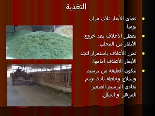 ‫التغذية‬‫التغذية‬
‫مرات‬ ‫ثلث‬ ‫البقار‬ ‫تغذى‬‫مرات‬ ‫ثلث‬ ‫البقار‬ ‫تغذى‬
.‫يوميا‬.‫يوميا‬
‫خروج‬ ‫بعد‬ ‫العلف‬ ‫تعطى‬‫خروج‬ ‫بعد‬ ‫العلف‬ ‫تعطى‬
.‫المحلب‬ ‫من‬ ‫البقار‬.‫المحلب‬ ‫من‬ ‫البقار‬
‫لتجد‬ ‫باستمرار‬ ‫العلف‬ ‫تمرر‬‫لتجد‬ ‫باستمرار‬ ‫العلف‬ ‫تمرر‬
.‫أمامها‬ ‫العلف‬ ‫البقار‬.‫أمامها‬ ‫العلف‬ ‫البقار‬
‫برسيم‬ ‫من‬ ‫العليقة‬ ‫تتكون‬‫برسيم‬ ‫من‬ ‫العليقة‬ ‫تتكون‬
‫ويتم‬ ‫نادك‬ ‫وخلطة‬ ‫وسيلج‬‫ويتم‬ ‫نادك‬ ‫وخلطة‬ ‫وسيلج‬
‫الصغير‬ ‫البرسيم‬ ‫تفادي‬‫الصغير‬ ‫البرسيم‬ ‫تفادي‬
.‫المبلل‬ ‫أو‬ ‫المزهر‬.‫المبلل‬ ‫أو‬ ‫المزهر‬
 