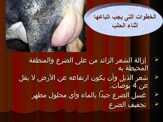 ‫والمنطقة‬ ‫الضرع‬ ‫على‬ ‫من‬ ‫الزائد‬ ‫الشعر‬ ‫إزالة‬‫والمنطقة‬ ‫الضرع‬ ‫على‬ ‫من‬ ‫الزائد‬ ‫الشعر‬ ‫إزالة‬
‫به‬ ‫المحيطة‬‫به‬ ‫المحيطة‬
‫يقل‬ ‫ل‬ ‫الرض‬ ‫عن‬ ‫ارتفاعه‬ ‫يكون‬ ‫وأن‬ ‫الذيل‬ ‫شعر‬‫يقل‬ ‫ل‬ ‫الرض‬ ‫عن‬ ‫ارتفاعه‬ ‫يكون‬ ‫وأن‬ ‫الذيل‬ ‫شعر‬
‫عن‬‫عن‬44.‫بوصات‬.‫بوصات‬
‫مطهر‬ ‫محلول‬ ‫وأي‬ ‫بالماء‬ ‫جيدا‬ ‫الضرع‬ ‫غسل‬‫مطهر‬ ‫محلول‬ ‫وأي‬ ‫بالماء‬ ‫جيدا‬ ‫الضرع‬ ‫غسل‬
‫الضرع‬ ‫تجفيف‬‫الضرع‬ ‫تجفيف‬
‫اتباعها‬ ‫يجب‬ ‫التى‬ ‫الخطوات‬
‫الحلب‬ ‫اثناء‬
 