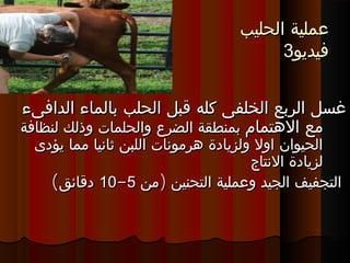 ‫ع‬‫ع‬‫الحلي‬ ‫ملية‬‫الحلي‬ ‫ملية‬‫ب‬‫ب‬
‫فيديو‬‫فيديو‬33
‫الدافىء‬ ‫بالماء‬ ‫الحلب‬ ‫قبل‬ ‫كله‬ ‫الخلفى‬ ‫الربع‬ ‫غسل‬‫الدافىء‬ ‫بالماء‬ ‫الحلب‬ ‫قبل‬ ‫كله‬ ‫الخلفى‬ ‫الربع‬ ‫غسل‬
‫الهتمام‬ ‫مع‬‫الهتمام‬ ‫مع‬‫لنظافة‬ ‫وذلك‬ ‫والحلمات‬ ‫الضرع‬ ‫بمنطقة‬‫لنظافة‬ ‫وذلك‬ ‫والحلمات‬ ‫الضرع‬ ‫بمنطقة‬
‫يؤدى‬ ‫مما‬ ‫ثانيا‬ ‫اللبن‬ ‫هرمونات‬ ‫ولزيادة‬ ‫اول‬ ‫الحيوان‬‫يؤدى‬ ‫مما‬ ‫ثانيا‬ ‫اللبن‬ ‫هرمونات‬ ‫ولزيادة‬ ‫اول‬ ‫الحيوان‬
‫النتاج‬ ‫لزيادة‬‫النتاج‬ ‫لزيادة‬
)‫من‬ ‫التحنين‬ ‫وعملية‬ ‫الجيد‬ ‫التجفيف‬)‫من‬ ‫التحنين‬ ‫وعملية‬ ‫الجيد‬ ‫التجفيف‬55--1010(‫دقائق‬(‫دقائق‬
 