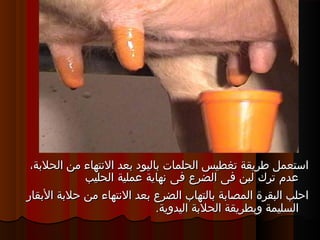 ،‫الحلةبة‬ ‫من‬ ‫التنتهاء‬ ‫ةبعد‬ ‫ةباليود‬ ‫الحلمات‬ ‫تغطيس‬ ‫طريقة‬ ‫استعمل‬،‫الحلةبة‬ ‫من‬ ‫التنتهاء‬ ‫ةبعد‬ ‫ةباليود‬ ‫الحلمات‬ ‫تغطيس‬ ‫طريقة‬ ‫استعمل‬
‫الحليب‬ ‫عملية‬ ‫تنهاية‬ ‫فى‬ ‫الضرع‬ ‫فى‬ ‫لبن‬ ‫ترك‬ ‫عدم‬‫الحليب‬ ‫عملية‬ ‫تنهاية‬ ‫فى‬ ‫الضرع‬ ‫فى‬ ‫لبن‬ ‫ترك‬ ‫عدم‬
‫الةبقار‬ ‫حلةبة‬ ‫من‬ ‫التنتهاء‬ ‫ةبعد‬ ‫الضرع‬ ‫ةبالتهاب‬ ‫المصاةبة‬ ‫البقرة‬ ‫احلب‬‫الةبقار‬ ‫حلةبة‬ ‫من‬ ‫التنتهاء‬ ‫ةبعد‬ ‫الضرع‬ ‫ةبالتهاب‬ ‫المصاةبة‬ ‫البقرة‬ ‫احلب‬
.‫اليدوية‬ ‫الحلةبة‬ ‫وةبطريقة‬ ‫السليمة‬.‫اليدوية‬ ‫الحلةبة‬ ‫وةبطريقة‬ ‫السليمة‬
 
