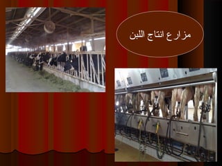 ‫اللبن‬ ‫انتاج‬ ‫مزارع‬
 