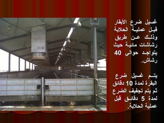 ‫القبقار‬ ‫ضرع‬ ‫غسيل‬‫القبقار‬ ‫ضرع‬ ‫غسيل‬
‫الحلقبة‬ ‫ية‬‫ي‬‫عملي‬ ‫يل‬‫ي‬‫قب‬‫الحلقبة‬ ‫ية‬‫ي‬‫عملي‬ ‫يل‬‫ي‬‫قب‬
‫طريق‬ ‫عيين‬ ‫وذلييك‬‫طريق‬ ‫عيين‬ ‫وذلييك‬
‫حيث‬ ‫مائيية‬ ‫رشاشات‬‫حيث‬ ‫مائيية‬ ‫رشاشات‬
‫حوالي‬ ‫يتواجييد‬‫حوالي‬ ‫يتواجييد‬4040
.‫رشاش‬.‫رشاش‬
‫ضرع‬ ‫غسيل‬ ‫ييم‬‫ي‬‫يت‬‫ضرع‬ ‫غسيل‬ ‫ييم‬‫ي‬‫يت‬
‫لمدة‬ ‫البقرة‬‫لمدة‬ ‫البقرة‬1010‫دقائق‬‫دقائق‬
‫الضرع‬ ‫تجفيف‬ ‫يتم‬ ‫ثم‬‫الضرع‬ ‫تجفيف‬ ‫يتم‬ ‫ثم‬
‫لمدة‬‫لمدة‬55‫قبل‬ ‫يق‬‫ي‬‫دقائ‬‫قبل‬ ‫يق‬‫ي‬‫دقائ‬
.‫الحلقبة‬ ‫عملية‬.‫الحلقبة‬ ‫عملية‬
 