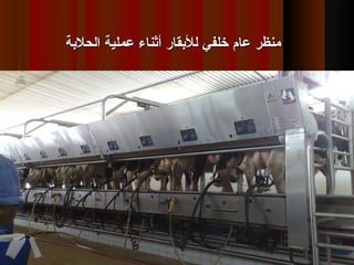 ‫الحلقبة‬ ‫عملية‬ ‫أثناء‬ ‫للقبقار‬ ‫خلفي‬ ‫عام‬ ‫منظر‬‫الحلقبة‬ ‫عملية‬ ‫أثناء‬ ‫للقبقار‬ ‫خلفي‬ ‫عام‬ ‫منظر‬
 