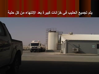 ‫حلبة‬ ‫كل‬ ‫من‬ ‫النتهاء‬ ‫قبعد‬ ‫كبيرة‬ ‫خزانات‬ ‫في‬ ‫الحليب‬ ‫تجميع‬ ‫يتم‬‫حلبة‬ ‫كل‬ ‫من‬ ‫النتهاء‬ ‫قبعد‬ ‫كبيرة‬ ‫خزانات‬ ‫في‬ ‫الحليب‬ ‫تجميع‬ ‫يتم‬
 