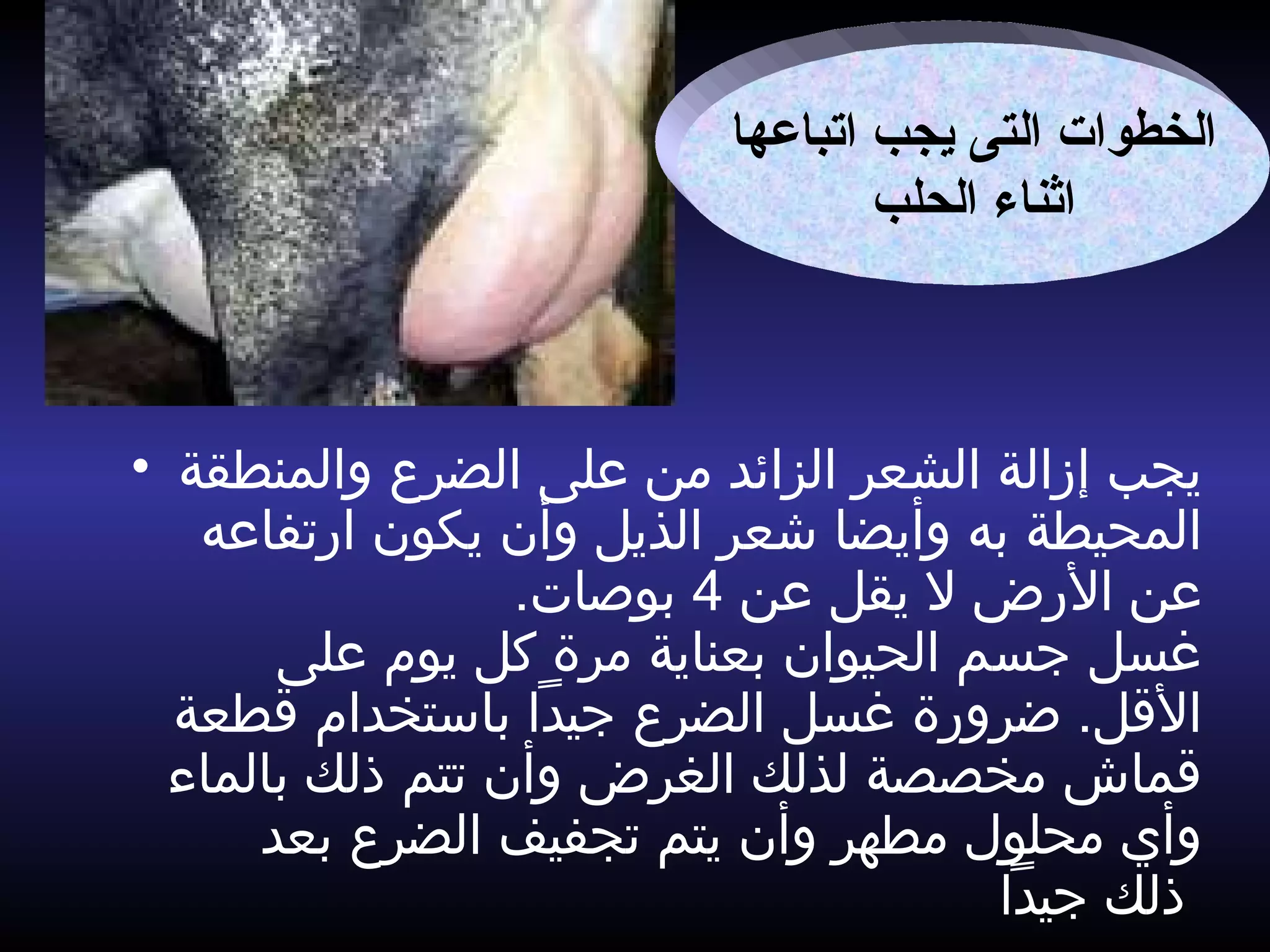 • ‫والمنطقة‬ ‫الضرع‬ ‫على‬ ‫من‬ ‫الزائد‬ ‫الشعر‬ ‫إزالة‬ ‫يجب‬
‫ارتفاعه‬ ‫يكون‬ ‫وأن‬ ‫الذيل‬ ‫شعر‬ ‫وأيضا‬ ‫به‬ ‫المحيطة‬
‫عن‬ ‫يقل‬ ‫ل‬ ‫الرض‬ ‫عن‬4.‫بوصات‬
‫على‬ ‫يوم‬ ‫كل‬ ‫مرة‬ ‫بعناية‬ ‫الحيوان‬ ‫جسم‬ ‫غسل‬
‫قطعة‬ ‫باستخدام‬ ‫جيدا‬ ‫الضرع‬ ‫غسل‬ ‫ضرورة‬ .‫القل‬
‫بالماء‬ ‫ذلك‬ ‫تتم‬ ‫وأن‬ ‫الغرض‬ ‫لذلك‬ ‫مخصصة‬ ‫قماش‬
‫بعد‬ ‫الضرع‬ ‫تجفيف‬ ‫يتم‬ ‫وأن‬ ‫مطهر‬ ‫محلول‬ ‫وأي‬
‫جيدا‬ ‫ذلك‬
‫اتبايعها‬ ‫يجب‬ ‫التى‬ ‫الخطوا ت‬
‫الحلب‬ ‫اثناء‬
 