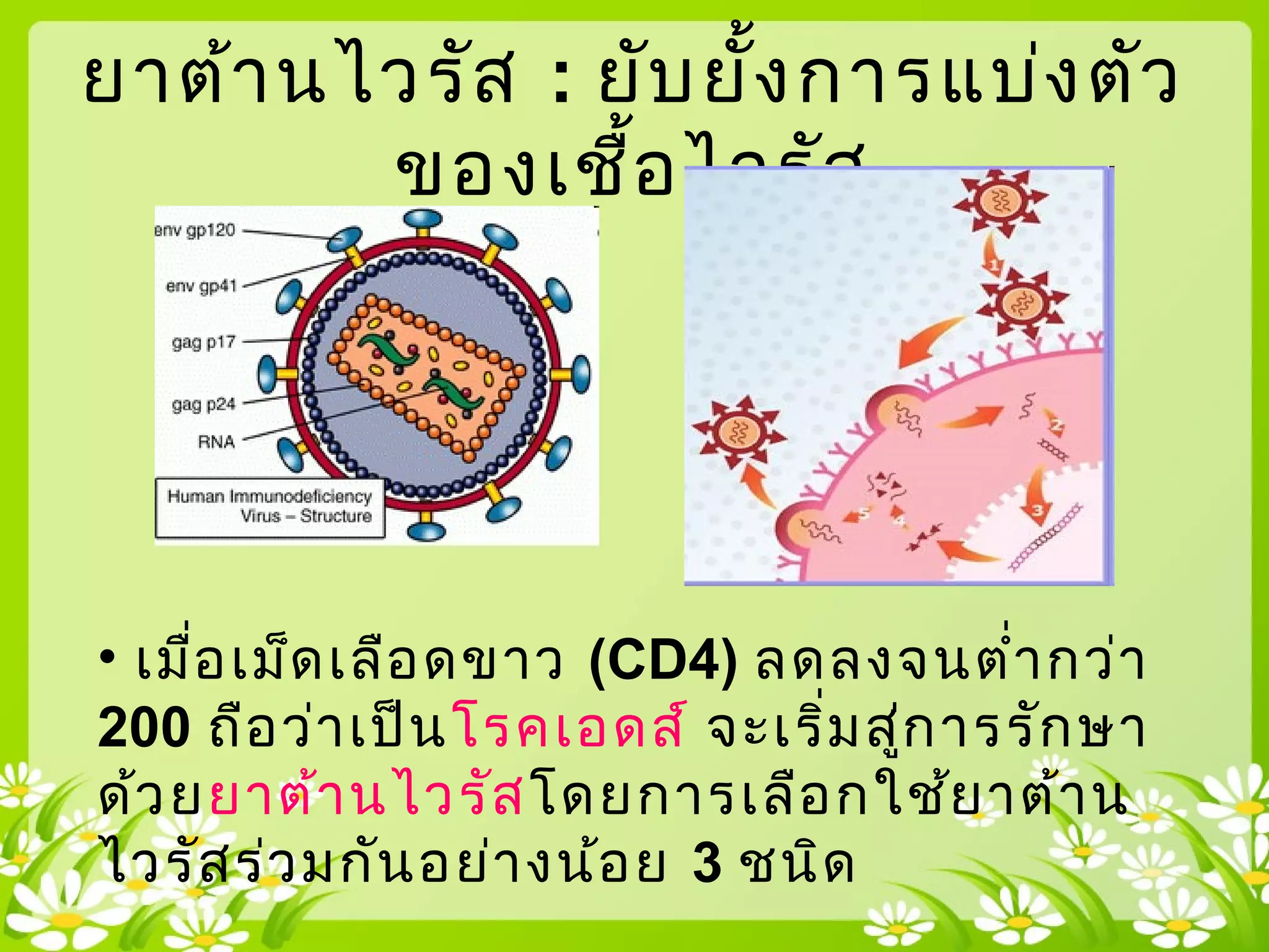 ยาต้านไวรัส : ยับยั้งการแบ่งตัว
ของเชื้อไวรัส
• เมื่อเม็ดเลือดขาว (CD4) ลดลงจนตำ่ากว่า
200 ถือว่าเป็นโรคเอดส์ จะเริ่มสู่การรักษา
ด้วยยาต้านไวรัสโดยการเลือกใช้ยาต้าน
ไวรัสร่วมกันอย่างน้อย 3 ชนิด
 