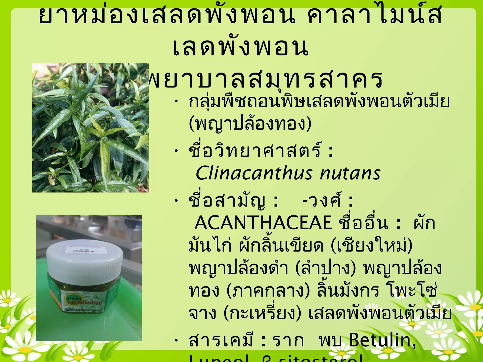 ยาหม่องเสลดพังพอน คาลาไมน์ส
เลดพังพอน
โรงพยาบาลสมุทรสาคร
• กลุ่มพืชถอนพิษเสลดพังพอนตัวเมีย
(พญาปล้องทอง)
• ชื่อวิทยาศาสตร์ : 
 Clinacanthus nutans
• ชื่อสามัญ :   -วงศ์ : 
 ACANTHACEAE ชื่ออื่น :  ผัก
มันไก่ ผักลิ้นเขียด (เชียงใหม่)
พญาปล้องดำา (ลำาปาง) พญาปล้อง
ทอง (ภาคกลาง) ลิ้นมังกร โพะโซ่
จาง (กะเหรี่ยง) เสลดพังพอนตัวเมีย
• สารเคมี : ราก  พบ Betulin,
 