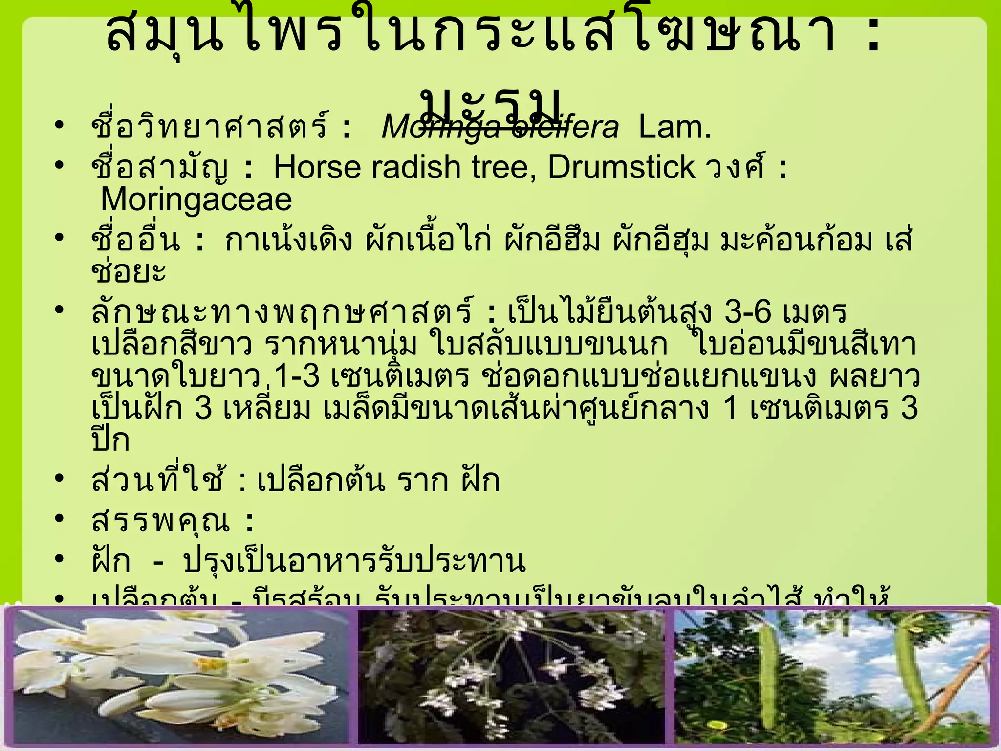 สมุนไพรในกระแสโฆษณา :
มะรุม• ชื่อวิทยาศาสตร์ : Moringa oleifera Lam.
• ชื่อสามัญ : Horse radish tree, Drumstick วงศ์ :
Moringaceae
• ชื่ออื่น : กาเน้งเดิง ผักเนื้อไก่ ผักอีฮึม ผักอีฮุม มะค้อนก้อม เส่
ช่อยะ
• ลักษณะทางพฤกษศาสตร์ : เป็นไม้ยืนต้นสูง 3-6 เมตร
เปลือกสีขาว รากหนานุ่ม ใบสลับแบบขนนก ใบอ่อนมีขนสีเทา
ขนาดใบยาว 1-3 เซนติเมตร ช่อดอกแบบช่อแยกแขนง ผลยาว
เป็นฝัก 3 เหลี่ยม เมล็ดมีขนาดเส้นผ่าศูนย์กลาง 1 เซนติเมตร 3
ปีก
• ส่วนที่ใช้ : เปลือกต้น ราก ฝัก
• สรรพคุณ :
•  ฝัก - ปรุงเป็นอาหารรับประทาน
• เปลือกต้น - มีรสร้อน รับประทานเป็นยาขับลมในลำาไส้ ทำาให้
ผายหรือเรอ คุมธาตุอ่อนๆ (ตัดต้นลมดีมาก)
• ราก - มีรสเผ็ด หวานขม แก้บวม บำารุงไฟธาตุ มีคุณเสมอกับกุ่ม
บก
      - แก้พิษ ฝี แก้ปวด แก้อักเสบ
 