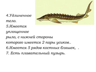 4.Удлиненное
тело.
5.Имеется
уплощенное
рыло, с нижней стороны
которого имеется 2 пары усиков..
6.Имеется 5 рядов костных бляшек, .
7. Есть плавательный пузырь.
 