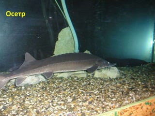 Осетр
 