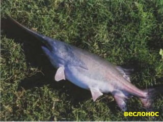 лопатонос
веслонос
 