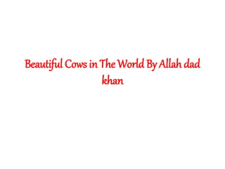 Beautiful Cows in The World By Allah dad
khan
 