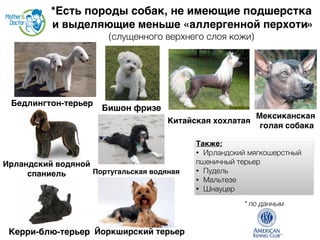 Аллергия На Животных.Что Делать? | PPT