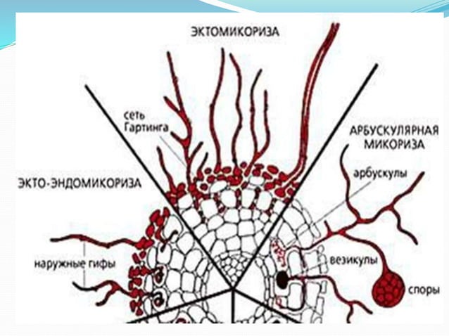 ендомікориза | PPT