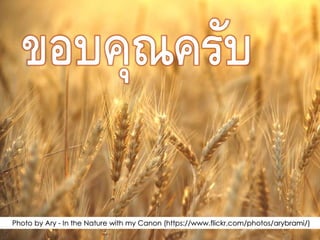 Photo by Ary - In the Nature with my Canon (https://www.flickr.com/photos/arybrami/)
 