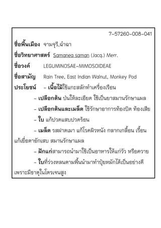 7-57260-008-041
ชื่อพื้นเมือง จามจุรี,ฉําฉา
ชื่อวิทยาศาสตร Samanea saman (Jacq.) Merr.
ชื่อวงค LEGUMINOSAE-MIMOSOIDEAE
ชื่อสามัญ Rain Tree, East Indian Walnut, Monkey Pod
ประโยชน - เนื้อไม!ใช1แกะสลักทําเครื่องเรือน
- เปลือกต!น ป‹นให1ละเอียด ใช1เป.นยาสมานรักษาแผล
- เปลือกต!นและเมล็ด ใช1รักษาอาการท1องบิด ท1องเสีย
- ใบ แก1ปวดแสบปวดร1อน
- เมล็ด รสฝาดเมา แก1โรคผิวหนัง กลากเกลื้อน เรื้อน
แก1เยื่อตาอักเสบ สมานรักษาแผล
- ฝ0กแกสามารถนํามาใช1เป.นอาหารให1แกJวัว หรือควาย
- ใบที่รJวงหลนตามพื้นนํามาทําปุŒยหมักได1เป.นอยJางดี
เพราะมีธาตุในโตรเจนสูง
 