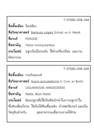 7-57260-008-044
ชื่อพื้นเมือง ไผJเหลือง
ชื่อวิทยาศาสตร Bambusa vulgaris Schrad. ex H. Wendl.
ชื่อวงค POACEAE
ชื่อสามัญ Yellow running bamboo
ประโยชน ปลูกเป.นไม1ประดับ ใช1ทําเครื่องเรือน และงาน
หัตถกรรม
7-57260-008-045
ชื่อพื้นเมือง กระถินณรงคr
ชื่อวิทยาศาสตร Acacia auriculaeformis A. Cunn. ex Benth.
ชื่อวงค LEGUMINOSAE-MIMOSOIDEAE
ชื่อสามัญ Wattle, Black Wattle
ประโยชน นิยมปลูกเพื่อใช1เป.นพืชเบิกนําในการปลูกป‹าใน
พื้นดินเสื่อมโทรม ใช1เป.นไม1ฟ{นเชื้อเพลิง ทําเฟอรrนิเจอรr และเป.น
วัตถุดิบสําหรับ อุตสาหกรรมเยื่อกระดาษได1ด1วย
 